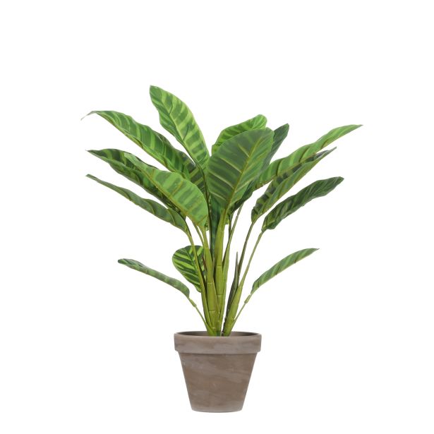 UMETNA LONČNICA MICA CALATHEA V SIVEM LONCU V38XP37CM