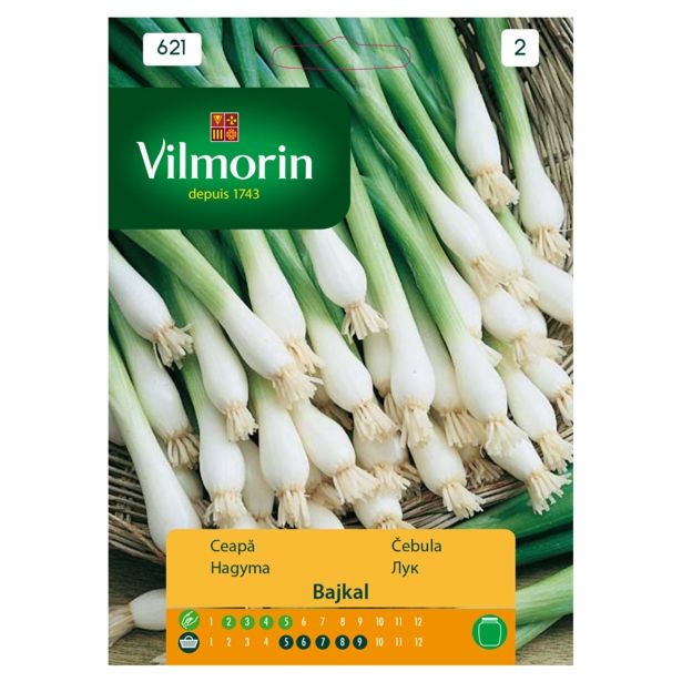 ČEBULNICA VILMORIN ČEBULA BAJKAL