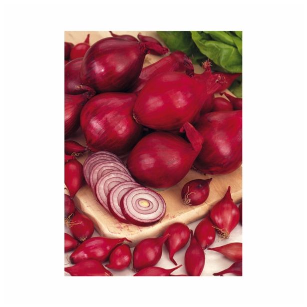 ČEBULA HOLLAND BULB MARKET RED KARMEN 500G