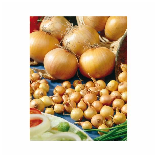 ČEBULA HOLLAND BULB MARKET STUTTGARTER 500G