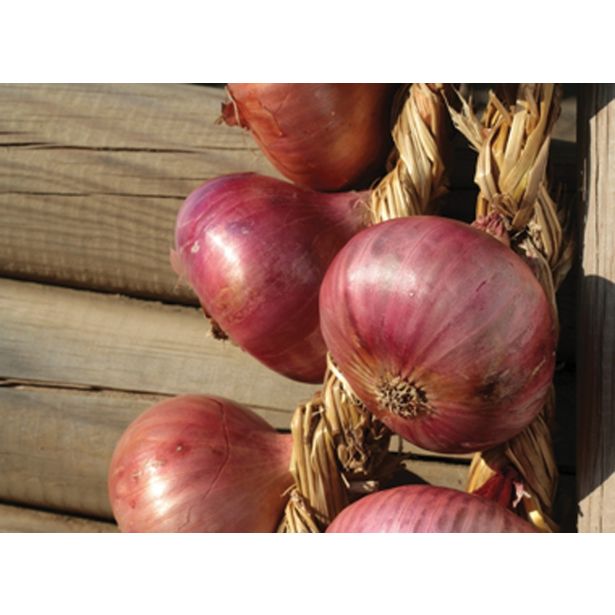 ČEBULA ROYAL SEEDS ČEBULČEK PTUJSKA 500G RS