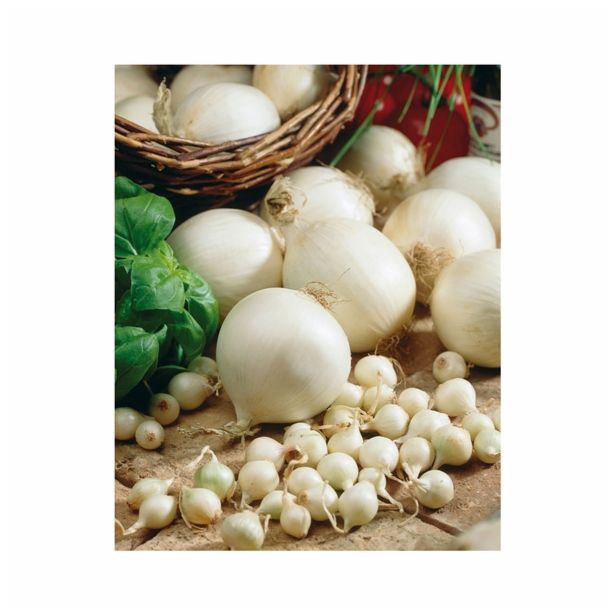 ČEBULA HOLLAND BULB MARKET SNOWBALL 500G