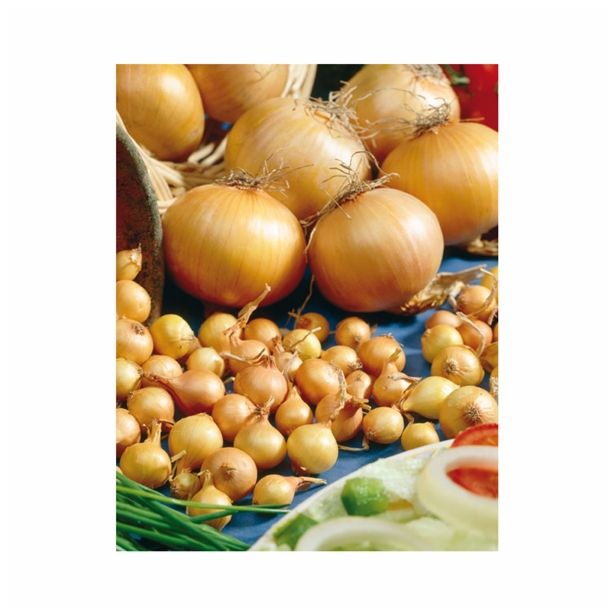 ČEBULA HOLLAND BULB MARKET STURON 500G