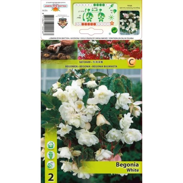 ČEBULICA HOLLAND BULB MARKET BEGONIA BELA PENDULA