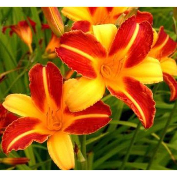 ČEBULICA HOLLAND BULB MARKET HEMEROCALLIS FRANS HALS