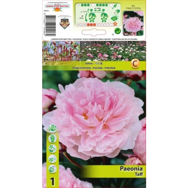 ČEBULICA HOLLAND BULB MARKET POTONIKA TAFF