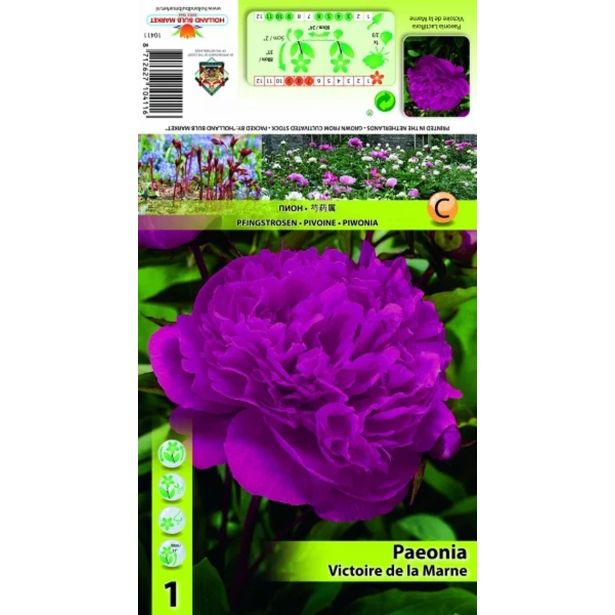 ČEBULICA HOLLAND BULB MARKET POTONIKA VICTOIRE DE LA MARNE