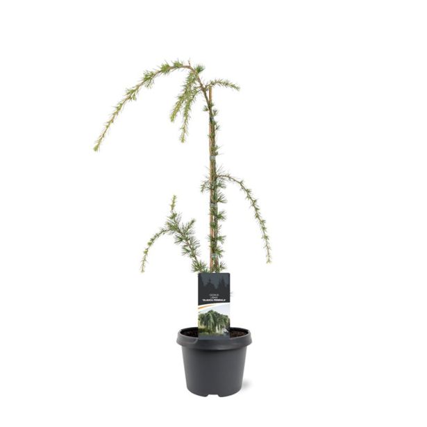 CEDRA ATLAŠKA GLAUCA PENDULA L19