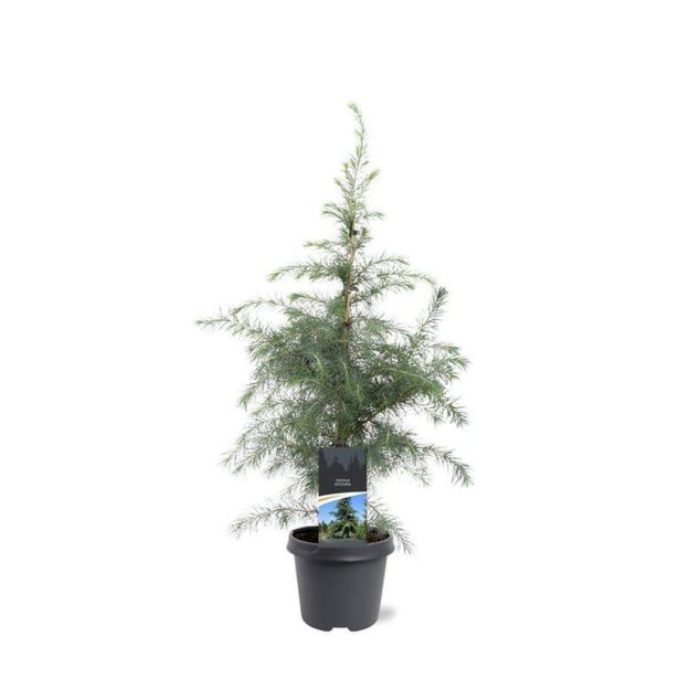 CEDRA CEDRUS DEODARA L23 CM