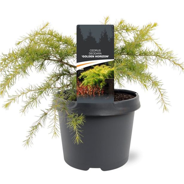 CEDRA DEODARA GOLDEN HORIZON