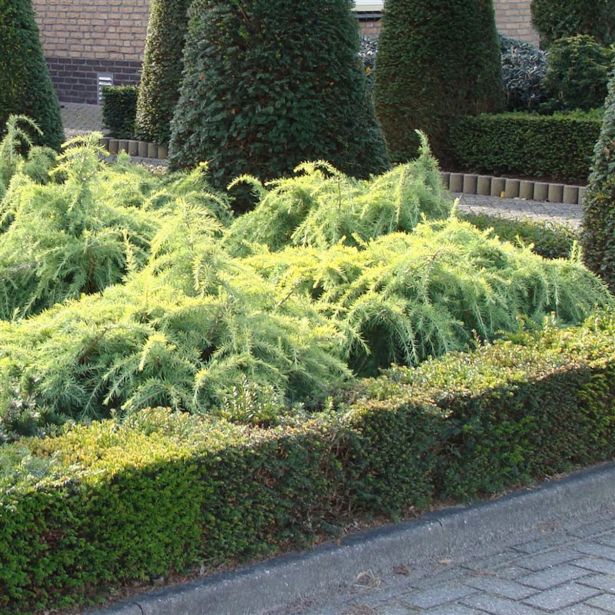 CEDRA DEODARA GOLDEN HORIZON