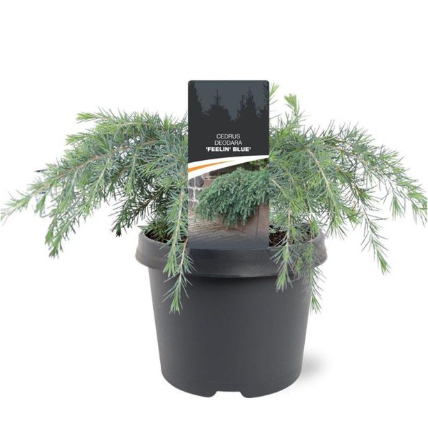 CEDRA FEELIN BLUE L19 CM