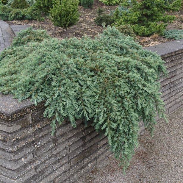 CEDRA HIMALAJSKA FILING BLUE L24 V30