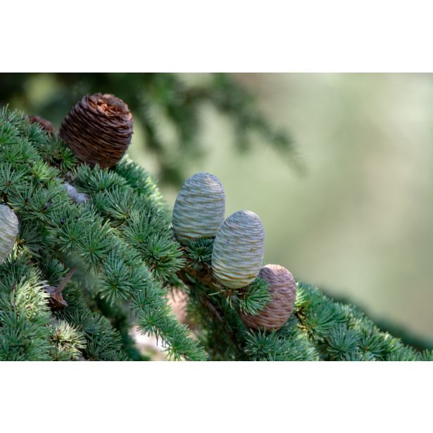 CEDRA HIMALAJSKA FILING BLUE L24 V30