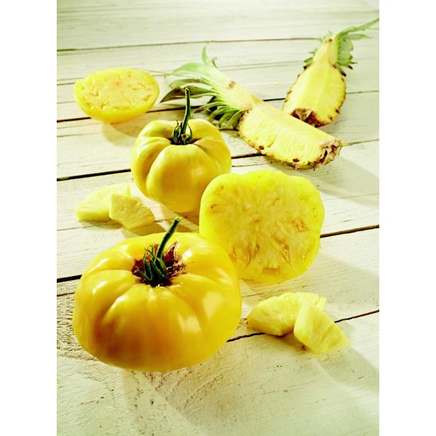 PLODOVKE VOLMARY CEPLJEN PARADIŽNIK 12 CM BOLZANO