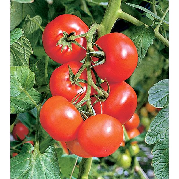 PLODOVKE VOLMARY CEPLJEN PARADIŽNIK PHANTASIA L12