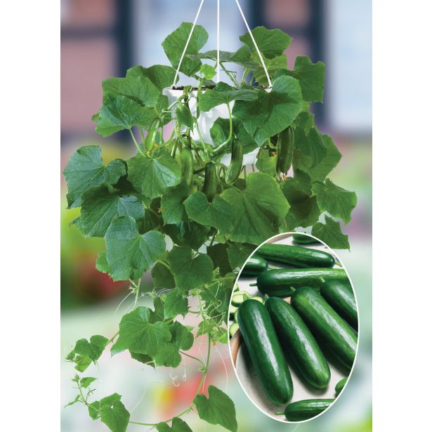 PLODOVKE VOLMARY CEPLJENE KUMARE MINISTAR F1 LONEC 12