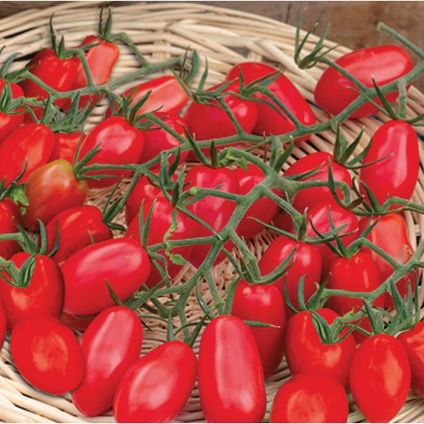 PLODOVKE CEPLJENI PARADIŽNIK CUPIDO F1 LONEC 12 CM