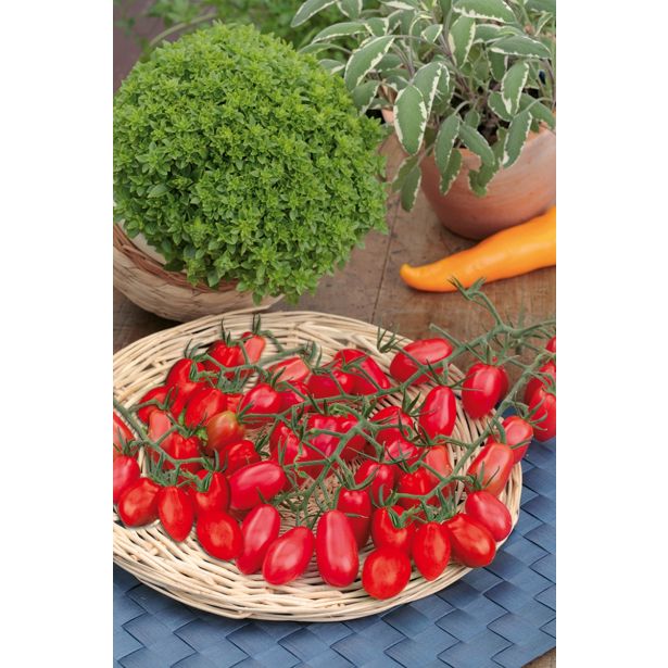 PLODOVKE CEPLJENI PARADIŽNIK CUPIDO F1 LONEC 12 CM