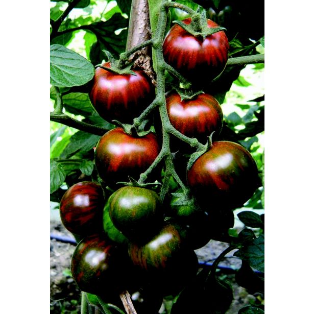 PLODOVKE VOLMARY CEPLJENI PARADIŽNIK ZEBRINO F1 LONEC 12 CM