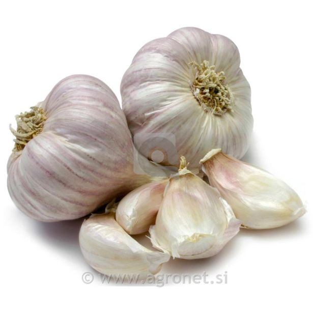 ČESEN ROYAL SEEDS SEMENSKI 500G RS