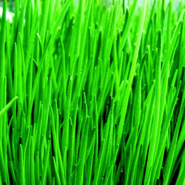 MIX DIŠAVNIC IN ZELIŠČ VOLMARY ČESEN ZA REZANJE NEKO L12