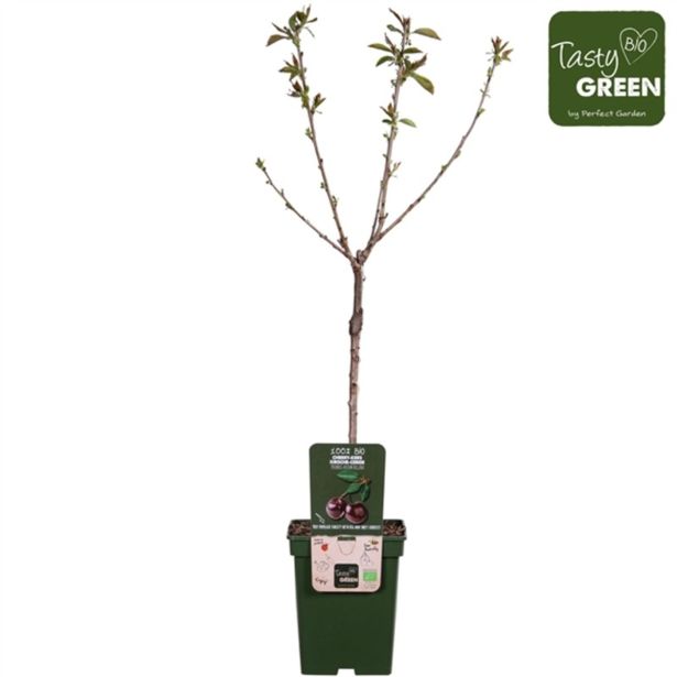 SADNO DREVO ČEŠNJA REGINA L23