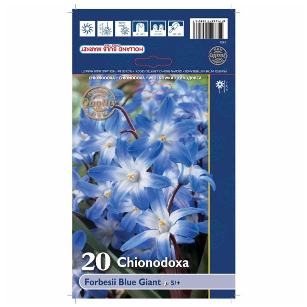 POMLADI CVETOČA ČEBULICA HOLLAND BULB MARKET CHIONODOXA FORBESII BLUE GIANT 5/+ 20KOS