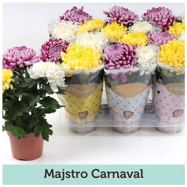KRIZANTEMA CHRYSANTHEMUM COSMO MIX L12