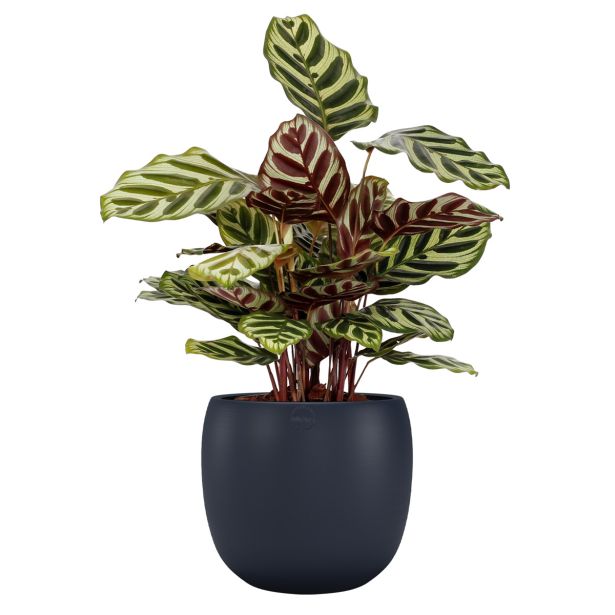 KERAMIČNI NOTRANJI LONEC CIBELE 20 TEMNO MODER