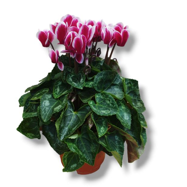 CIKLAMA FUJI L10.5 CM