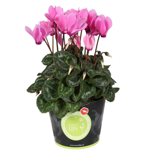 CIKLAMA MIX MORELIPS L11