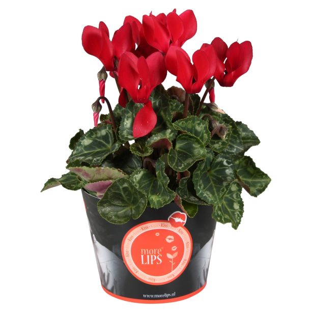 CIKLAMA MIX MORELIPS L11