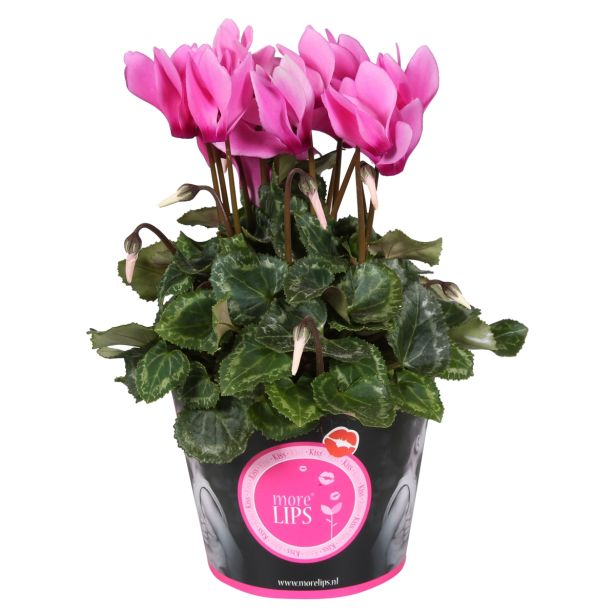 CIKLAMA MIX MORELIPS L11