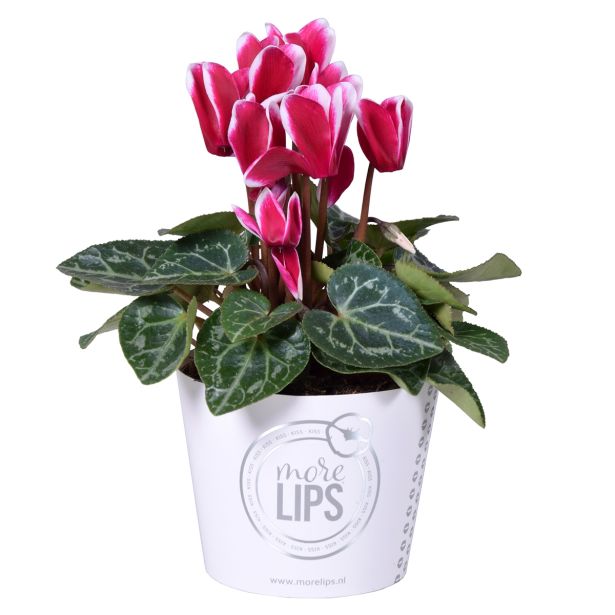 CIKLAMA MIX MORELIPS L11