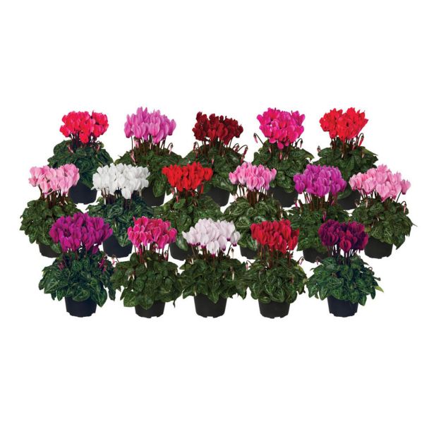 CIKLAMA VERANO L9 CM