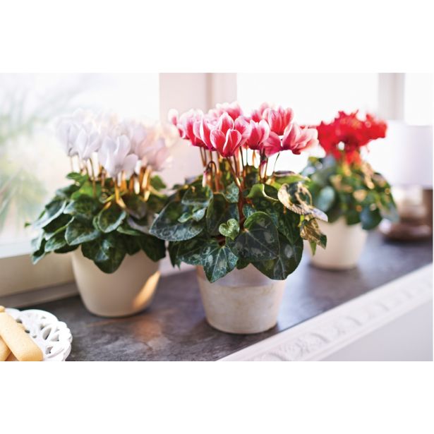 CIKLAMA VOLMARY ANGEL WINGS L11 MINI RED&SNOW