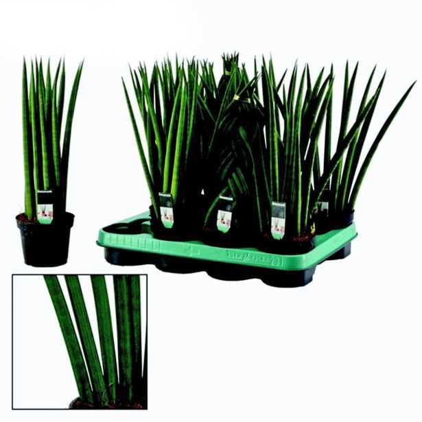 TAŠČIN JEZIK CYLINDRICA MIX L11