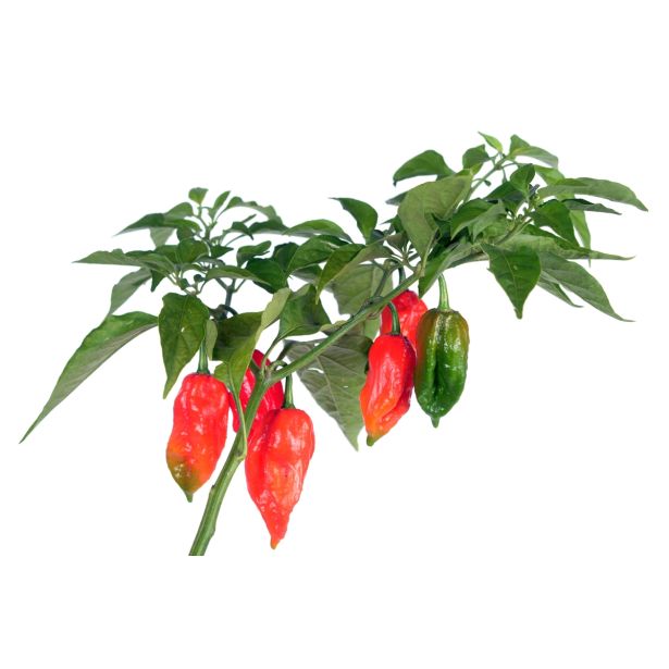 PLODOVKE L'ORTO FRUTTIFERO ČILI 1/1 BHUT JOLOKIA L14