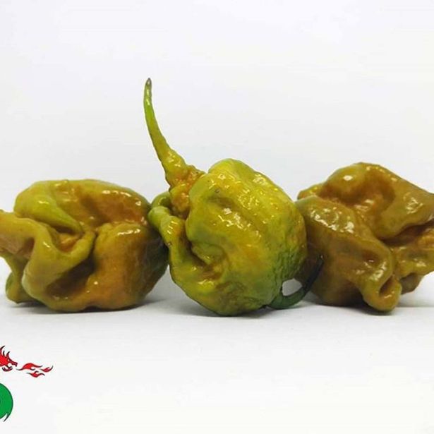 PLODOVKE L'ORTO FRUTTIFERO ČILI 1/1 BIG MUSTARD MAMA L14