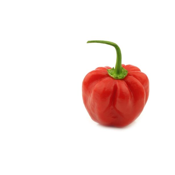 PLODOVKE L'ORTO FRUTTIFERO ČILI 1/1 BRASILIANO L14