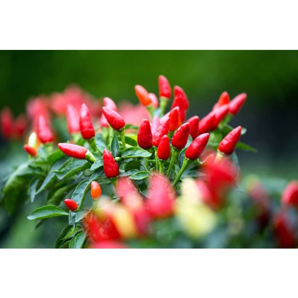 PLODOVKE L'ORTO FRUTTIFERO ČILI 1/1 ETNA (ALLUNGATO) L14