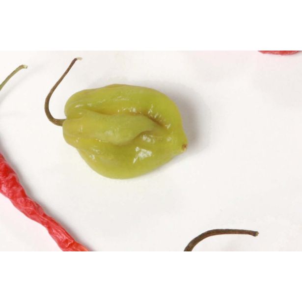 PLODOVKE L'ORTO FRUTTIFERO ČILI 1/1 HABANERO BIANCO L14