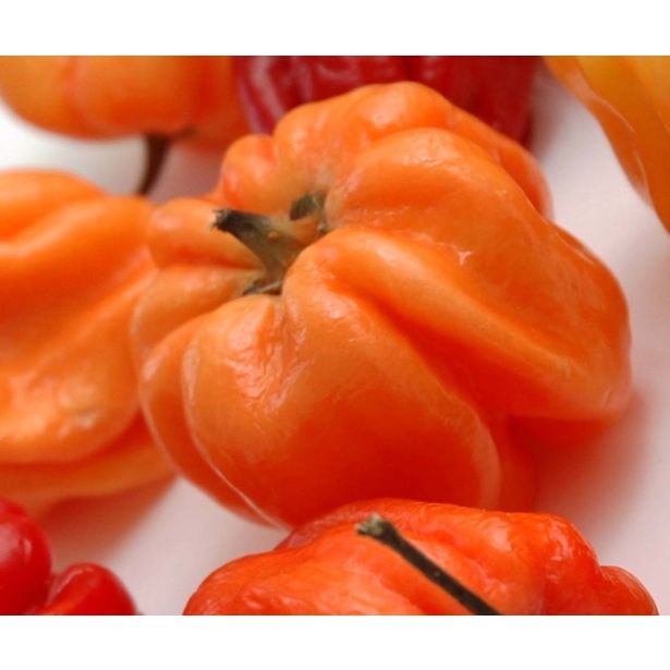 PLODOVKE L'ORTO FRUTTIFERO ČILI 1/1 HABANERO ROSA L14