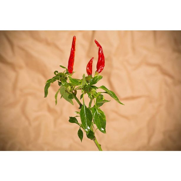 PLODOVKE L'ORTO FRUTTIFERO ČILI 1/1 MINI CORNETTO ROSSO L14