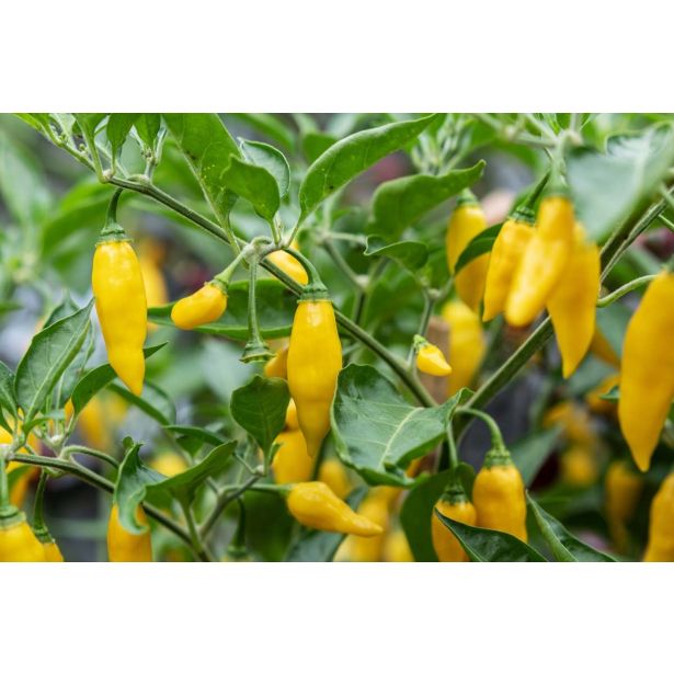 PLODOVKE L'ORTO FRUTTIFERO ČILI 1/1 PICCANTE ALL VERDE L14