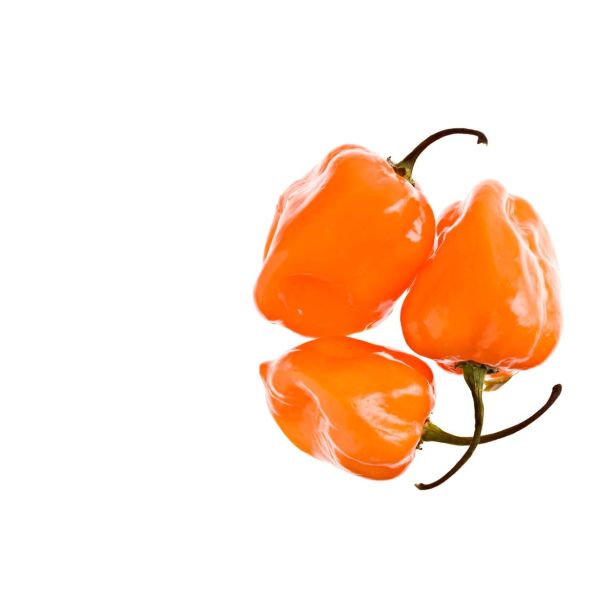 PLODOVKE L'ORTO FRUTTIFERO ČILI 1/1 SCOTCH BONNET L14