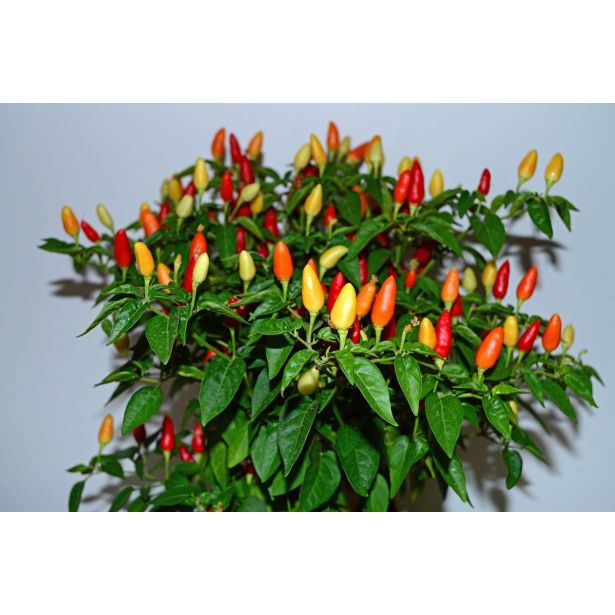 PLODOVKE L'ORTO FRUTTIFERO ČILI 1/1 VARIOPINTO (TONDO) L14