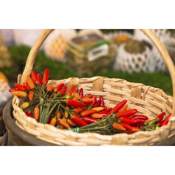 PLODOVKE L'ORTO FRUTTIFERO ČILI ČRNO RDEČ 1/1 EUREKA NERO ROSSO L14