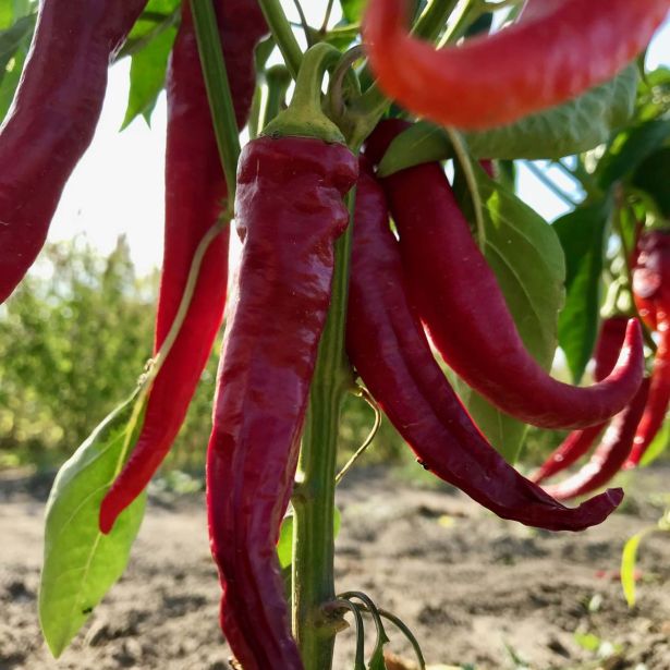 PLODOVKE L'ORTO FRUTTIFERO ČILI ELEFANTE 1/1 PROBOSCIDE ELEFANTE L14